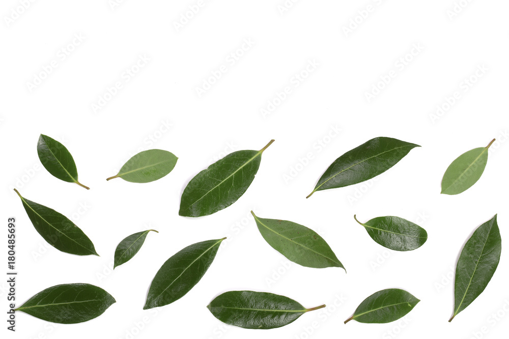 laurel isolated on white background with copy space for your text. Fresh bay leaves. Top view. Flat lay pattern