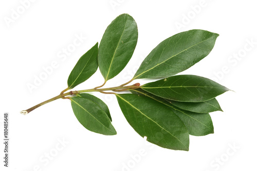 A branch of laurel isolated on white background. Fresh bay leaves. Top view