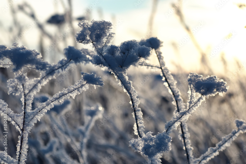 branch of the plant covered with snow winter macro branch of the plant covered with snow winter macro