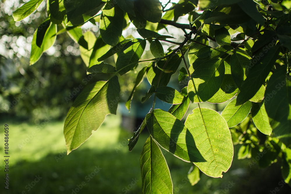 Green summer leaves, Bulgaria Green summer leaves, Bulgaria