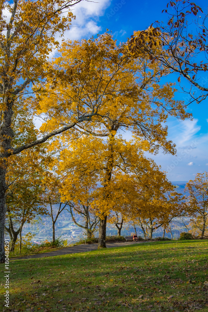 Point Park Trees