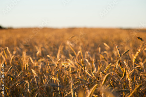 Field of rye photo