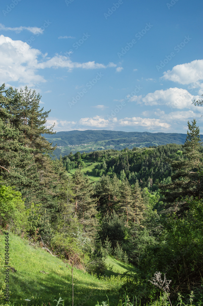 Fototapeta premium Summer in the forest