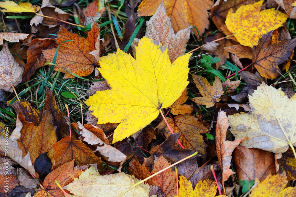 Background of autumn leaves lying on the ground Background of autumn leaves lying on the ground