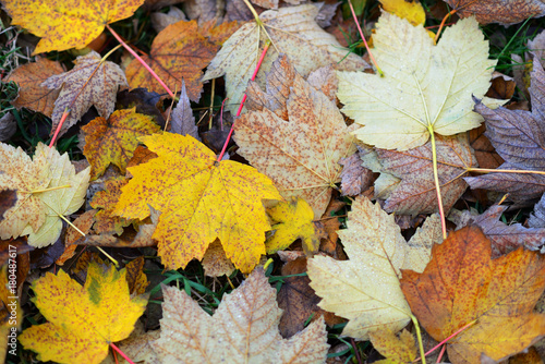 Background of autumn leaves lying on the ground