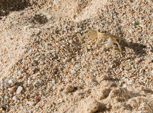 Camouflaged crab in the sand 