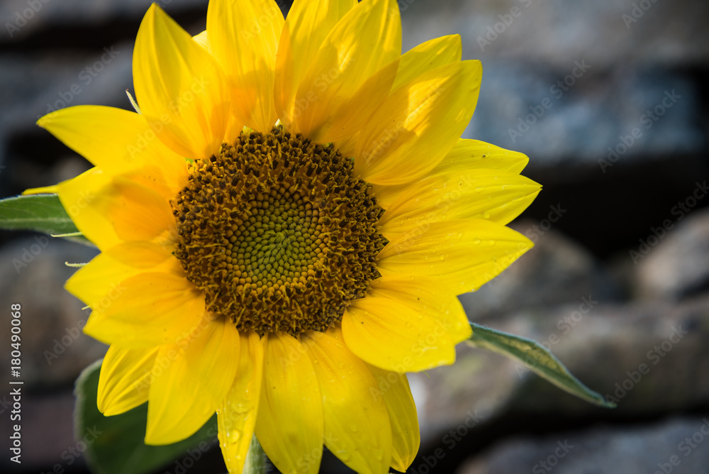 Naklejka premium Closeup of one yellow sunflower with blurred stonewall on background