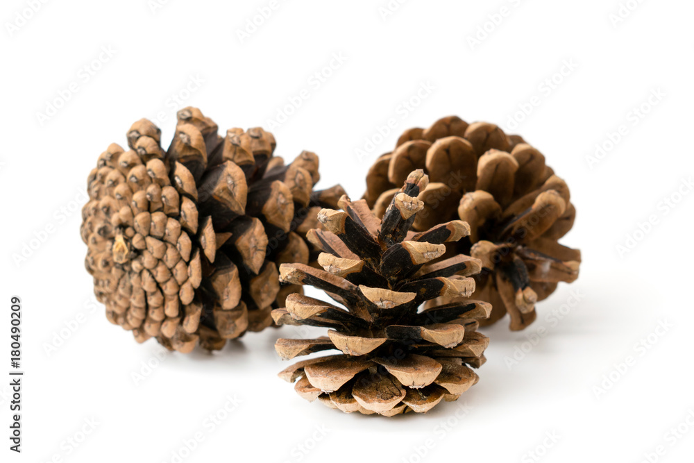 pine cones closeup pine cones closeup