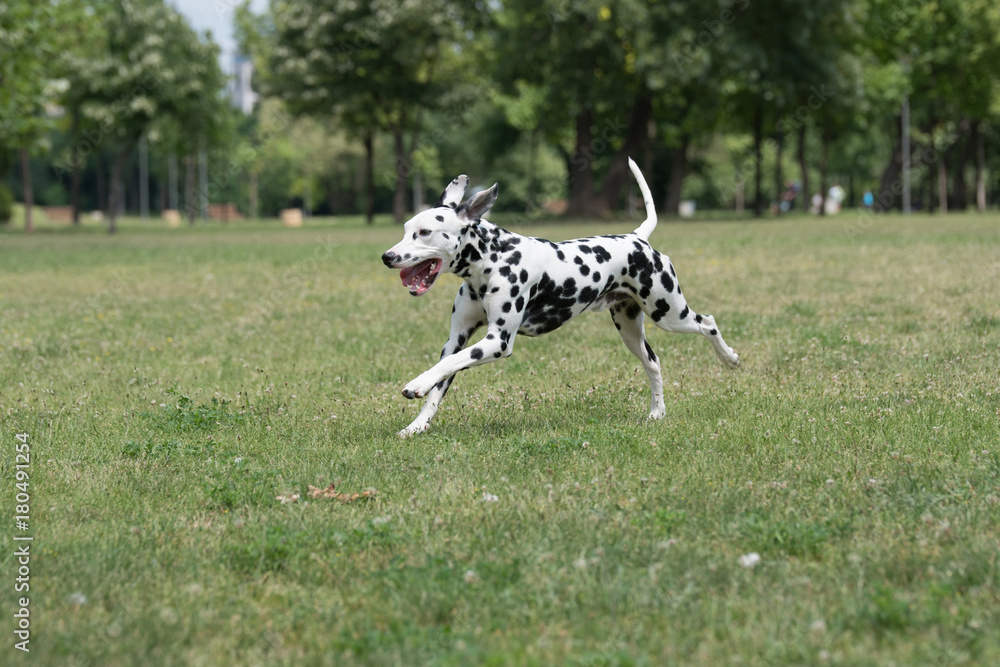 Adorable black Dalmatian dog outdoors in summer