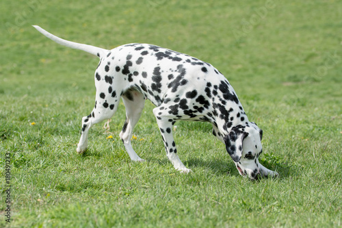 Adorable black Dalmatian dog outdoors in summer