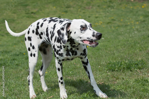 Adorable black Dalmatian dog outdoors in summer