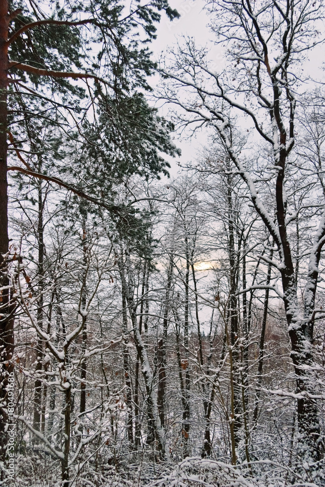 Fototapeta premium winter forest
