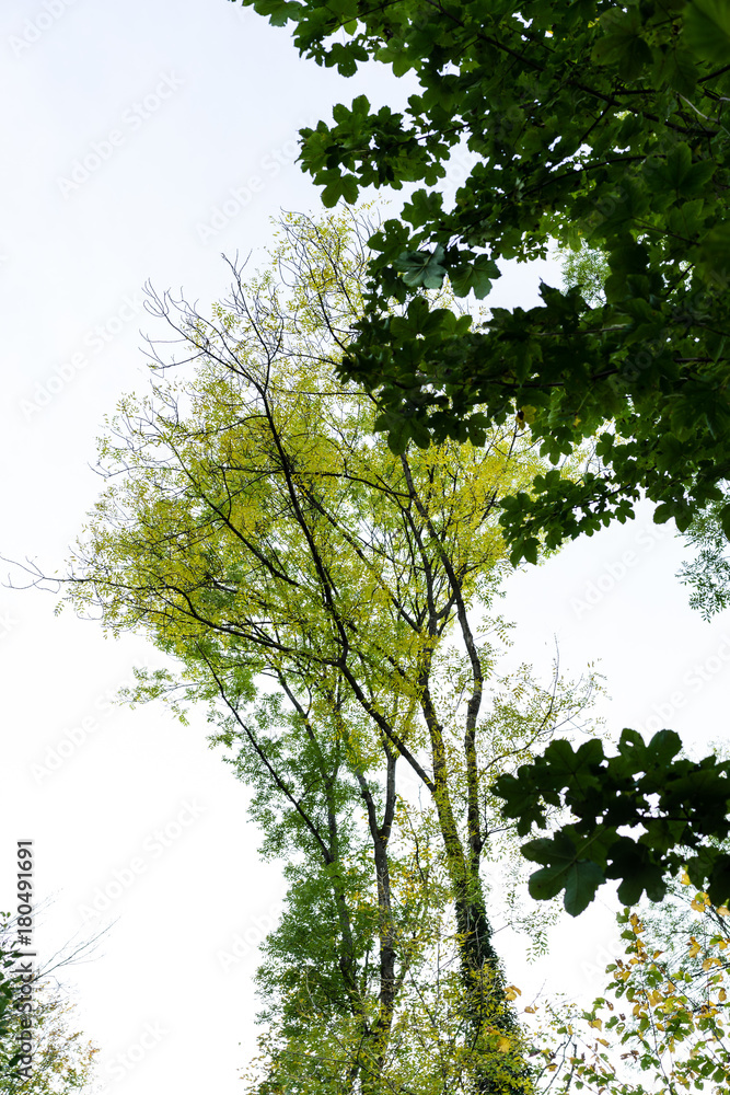 yellow and green tree in autumn with sky background