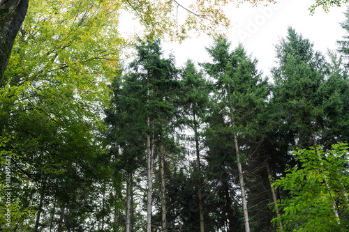 low angle view of trees in forrest with sky