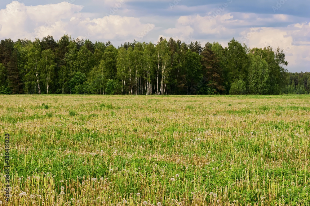 Obraz premium Dandelion Field Summer
