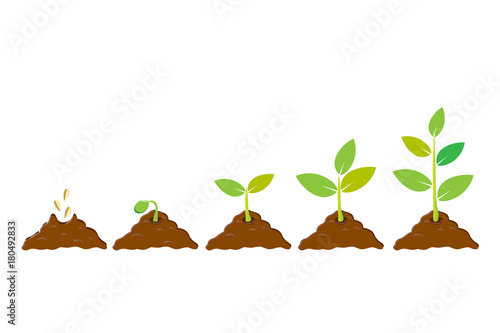 Planting seed sprout in ground. Infographic sequence grow sapling. Seedling gardening tree. Icon, flat isolated on white background. Vector