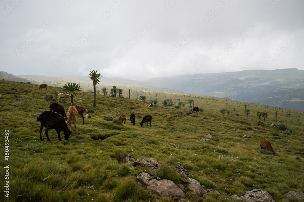 Fototapeta premium Kettle, Sheep in the Simien Mountains, Ethiopia