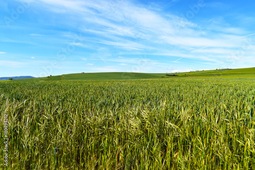 pradera de trigo