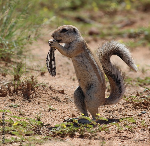 Desert squirrel