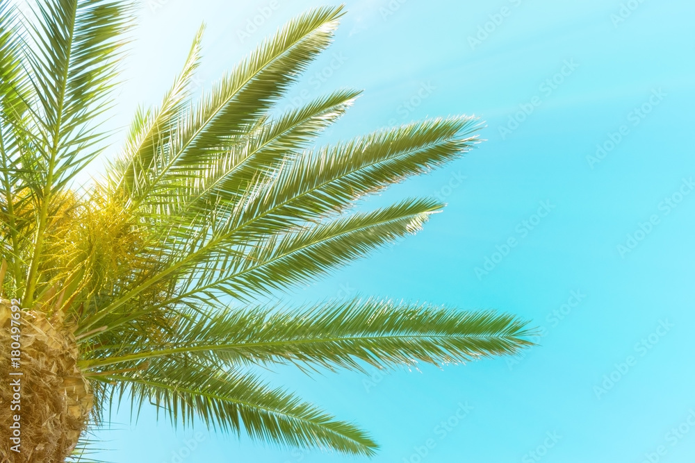 Palm Trees - Perfect palm trees against a beautiful blue sky Palm Trees - Perfect palm trees against a beautiful blue sky