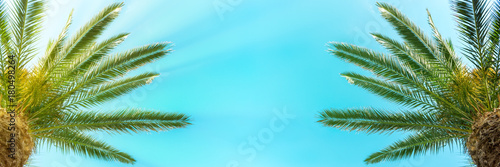 Palm trees on the blue sky background. Panoramic view.