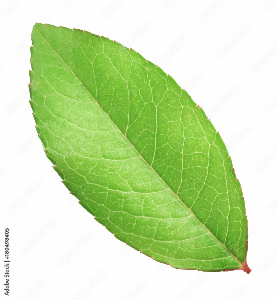 Obraz premium Fresh green leaf isolated with clipping path