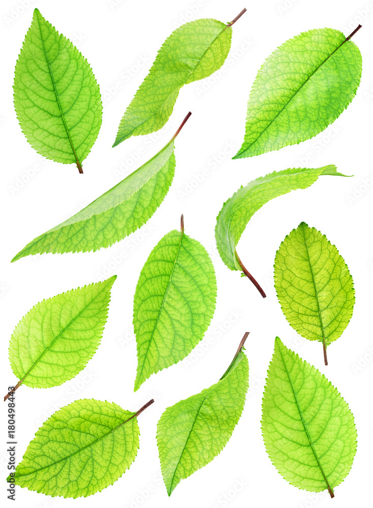 Fototapeta premium Set of green leafs isolated with clipping path