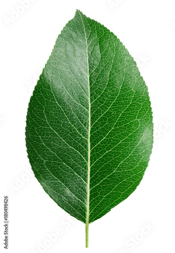 Fresh green pear leaf isolated with clipping path