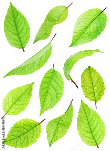 Set of green leafs  isolated with clipping path