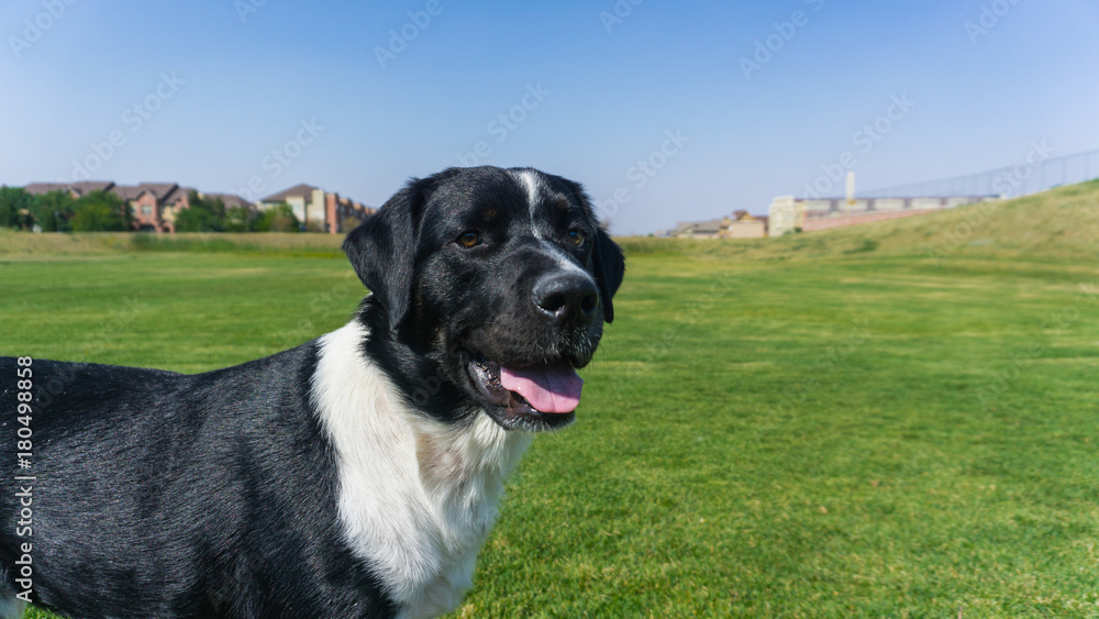 Bernese Lab Mix in the Park