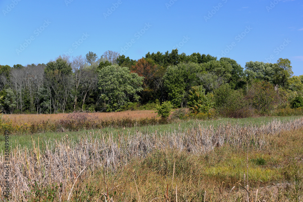 Meadow with cattails grasses and trees