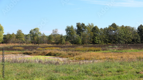 Meadow with dried pond surrounded by cattails and trees