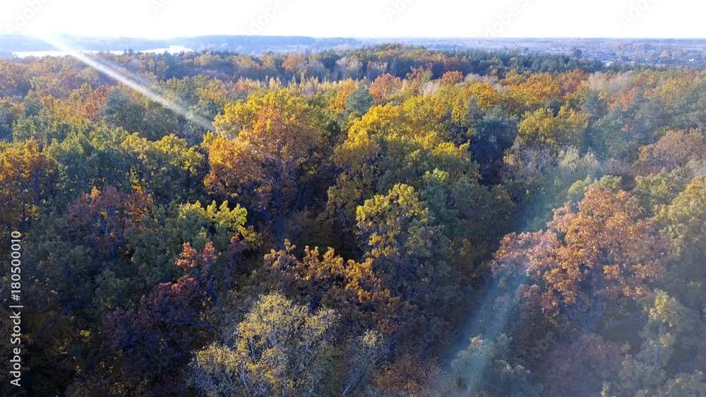 Aerial close-up view of the forest with trees covered with yellow foliage Aerial close-up view of the forest with trees covered with yellow foliage