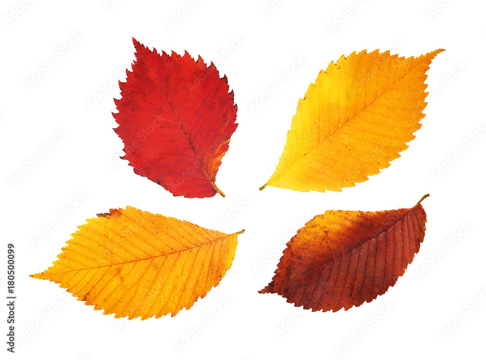 Fototapeta premium Red, yellow and purple elm leaves on white background