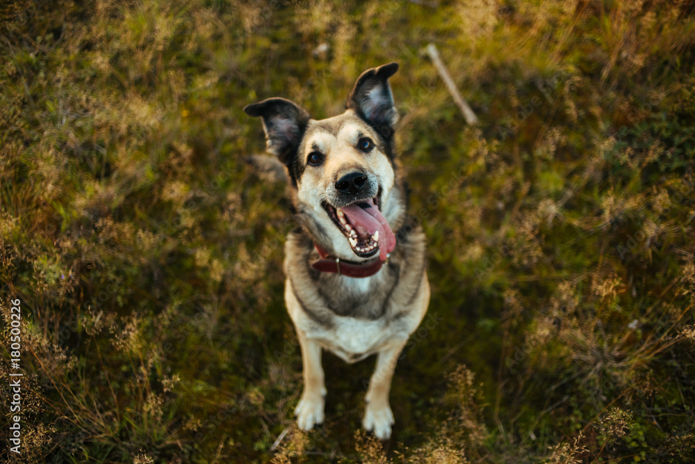 Portrait of beautiful happy dog, looking at camera at nature in sunset