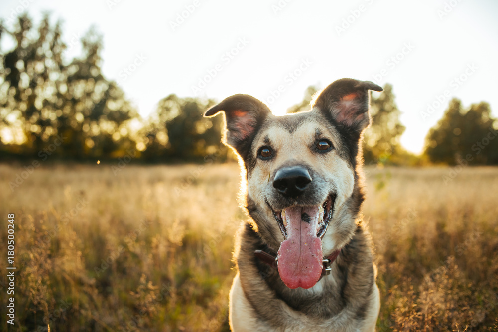 Portrait of beautiful happy dog, looking at camera at nature in sunset