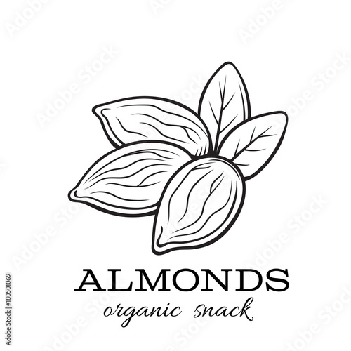 vector almond nuts