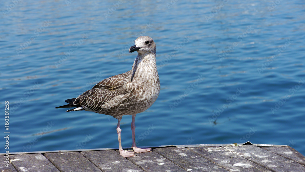 Gull on a pontoon in Barcelona Gull on a pontoon in Barcelona