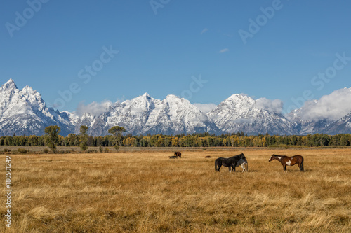 Teton Fall Landscape and Horses