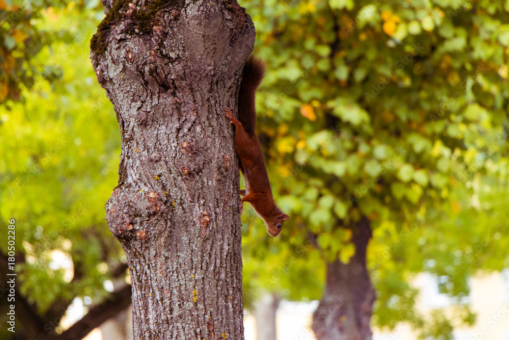 Fototapeta premium Attention Squirrel!