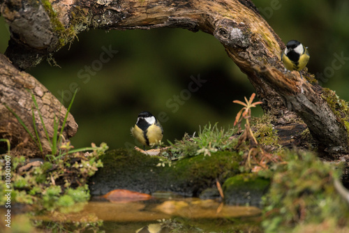 Obraz na płótnie mésange charbonniere mesange charbonniere w salonie