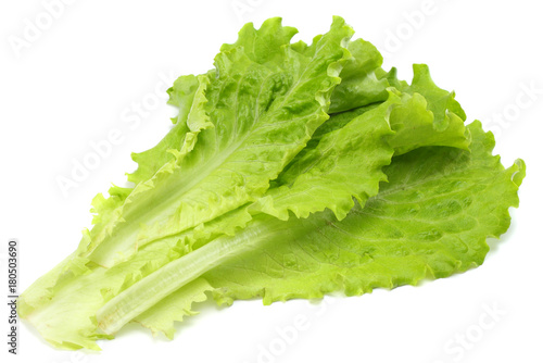 salad leaf isolated on a white background