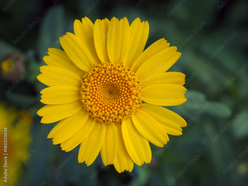 corn marigold in an english meadow in summer corn marigold in an english meadow in summer
