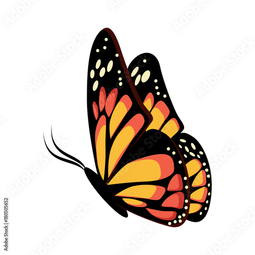 Beautiful yellow and orange sitting or flying butterfly Monarch.