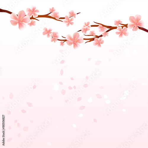 Branches of Sakura with Pink flowers and flying petals isolated on light Pink gradient background. Apple-tree flowers. Cherry blossom. Vector