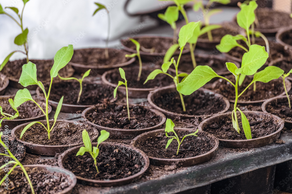 Young green shoots of seedlings in PVC capacity cassette. Pepper seedlings in pots. Limited depth of field. Young green shoots of seedlings in PVC capacity cassette. Pepper seedlings in pots. Limited depth of field.