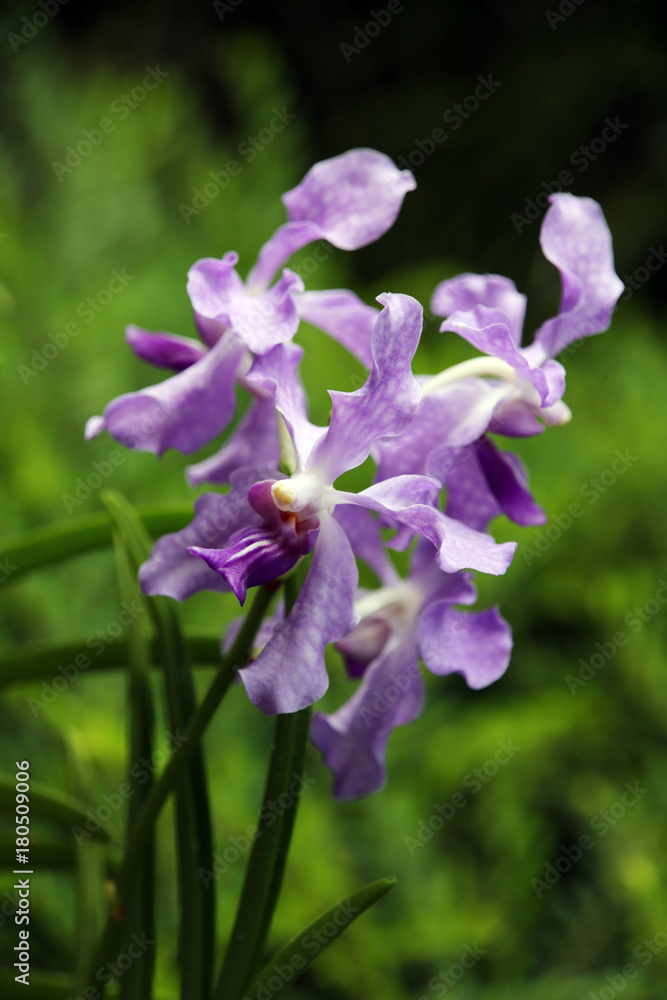 Orchideen-Hybride Papilionanda Ernest Chew Orchideen-Hybride Papilionanda Ernest Chew