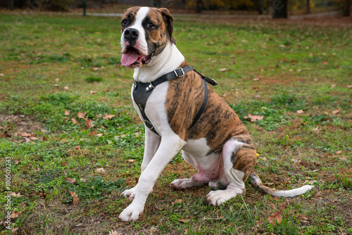 Pappy of the American Bulldog