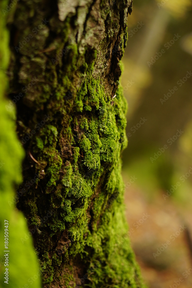 nature nature