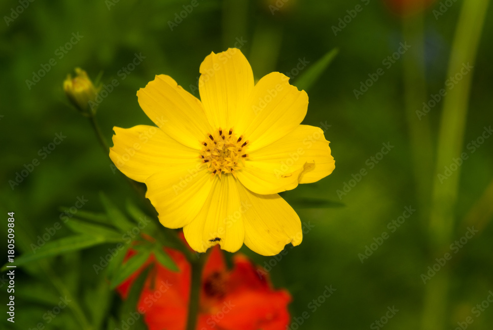 Cosmos yellow flower in Guatemala, tropical. Cosmos yellow flower in Guatemala, tropical.